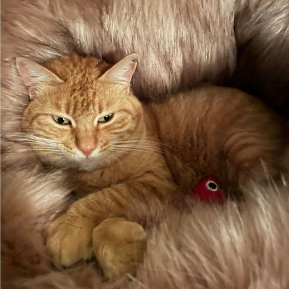 🎉3X HOST PICK🎉Like New, Athena Artisan crafted Snuggle Bed for Pets. - Picture 4 of 6